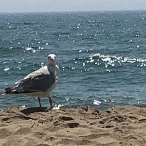 Meet your Posher, Betty